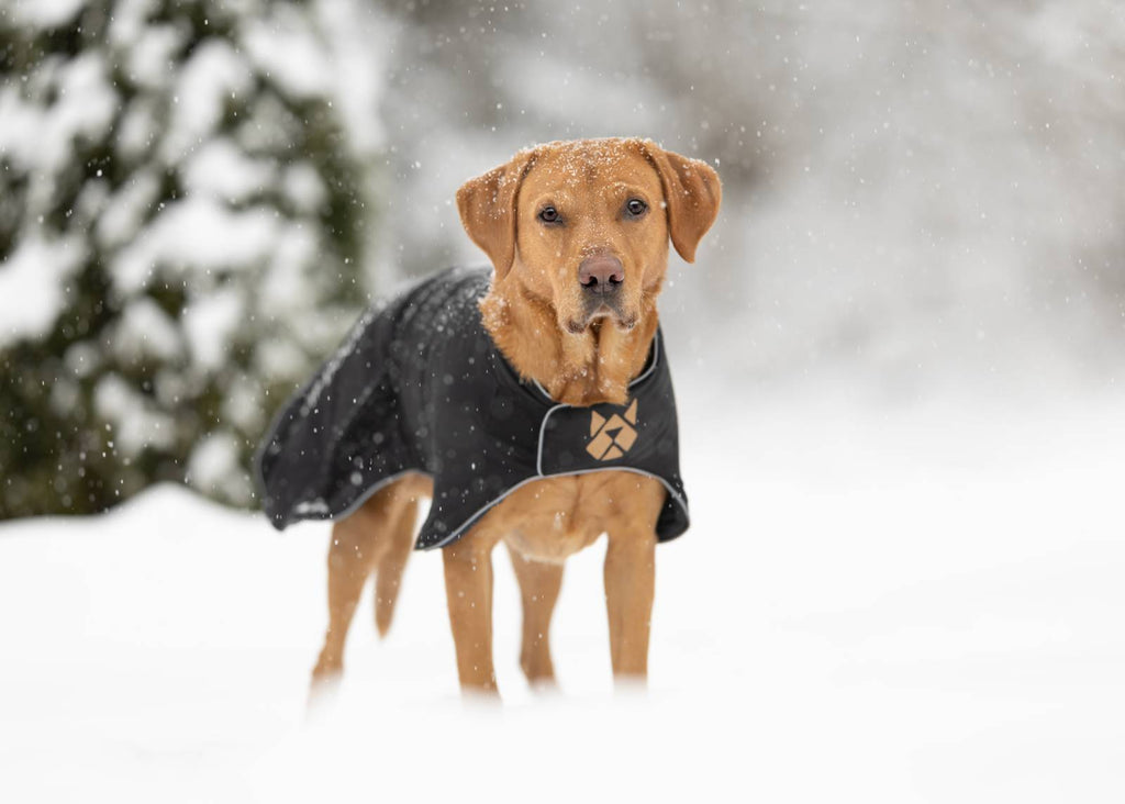 V.I.P. Thermo Hundemantel