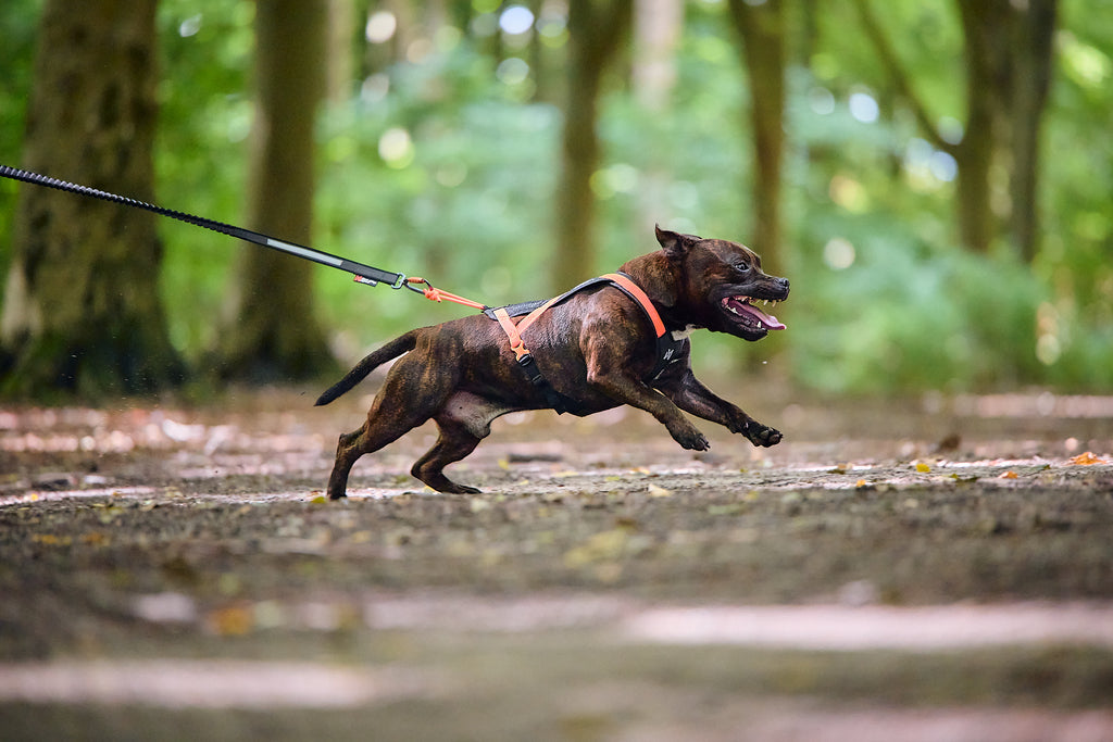 Rush Harness