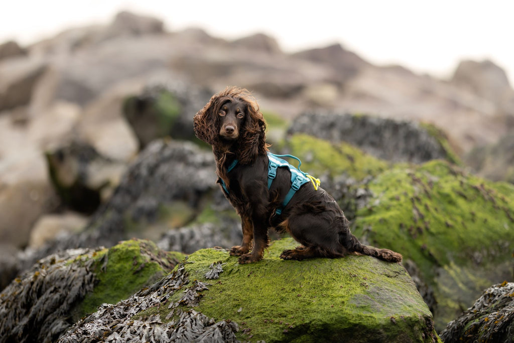 Ramble harness long