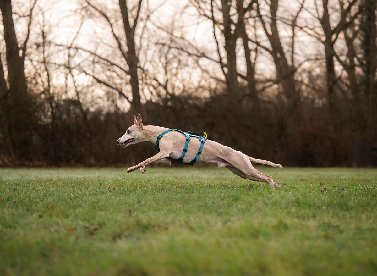 Ramble harness long