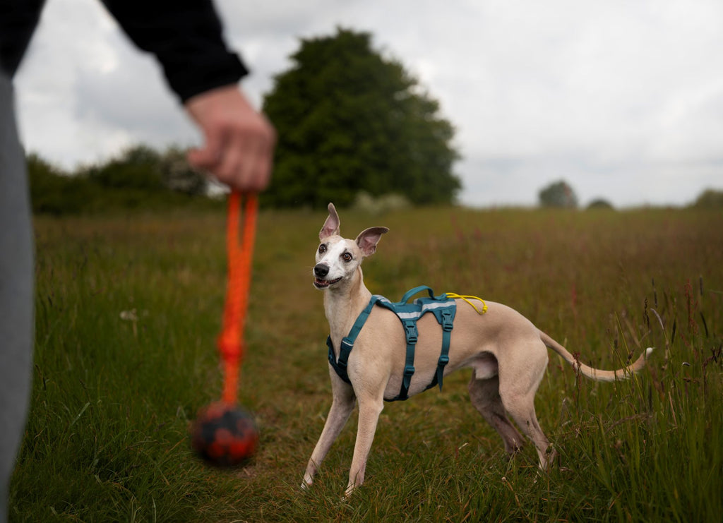 Ramble harness long