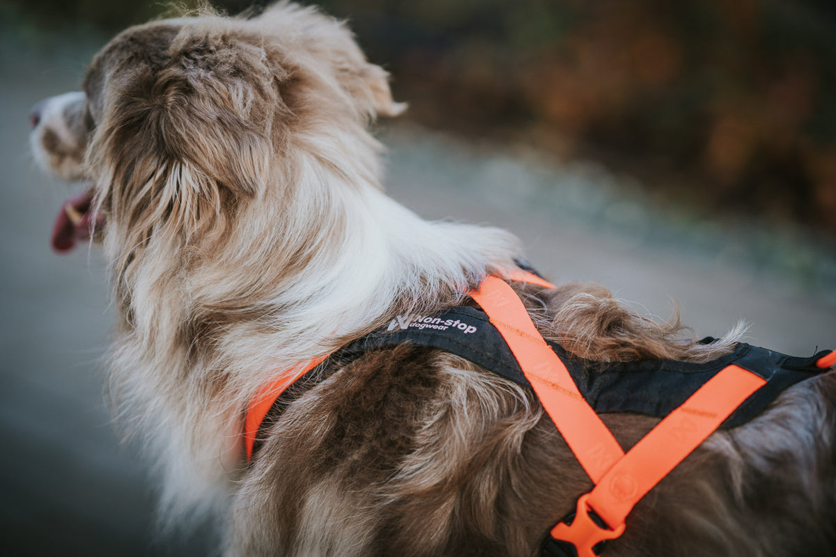 Rush Harness