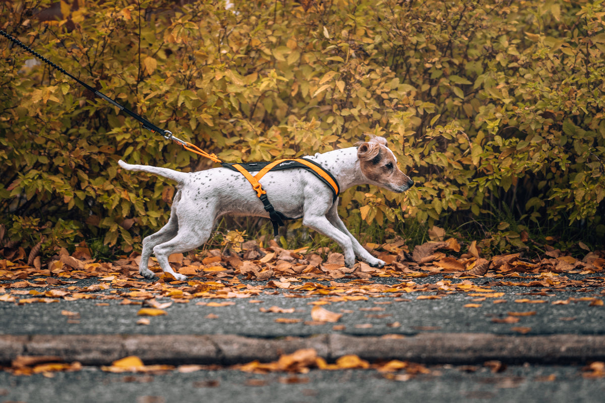 Rush Harness