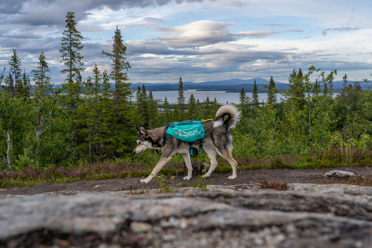 Trail light Hunderucksack