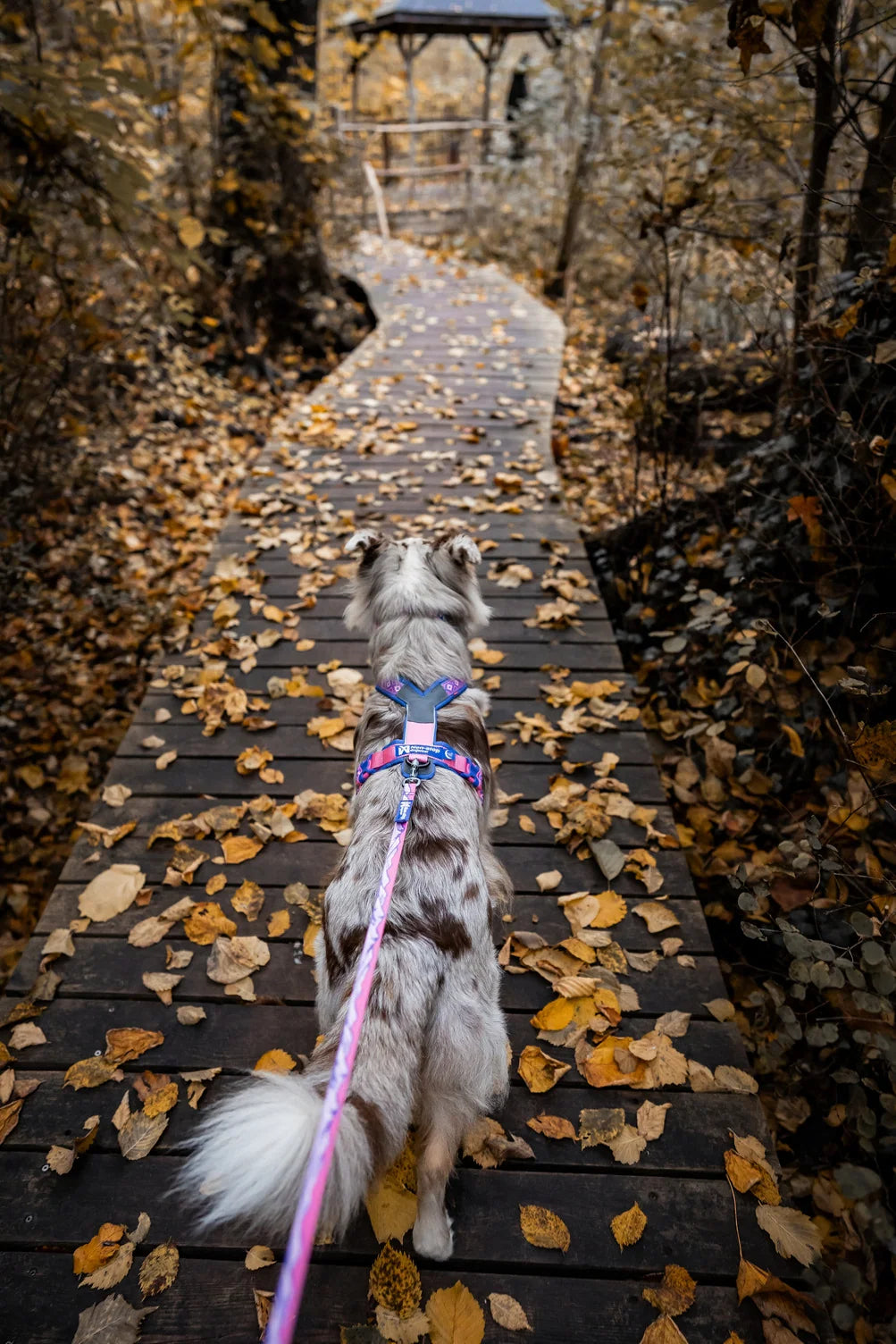 Trail Quest Leine