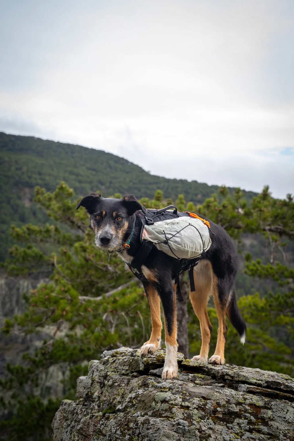 Trail light Hunderucksack