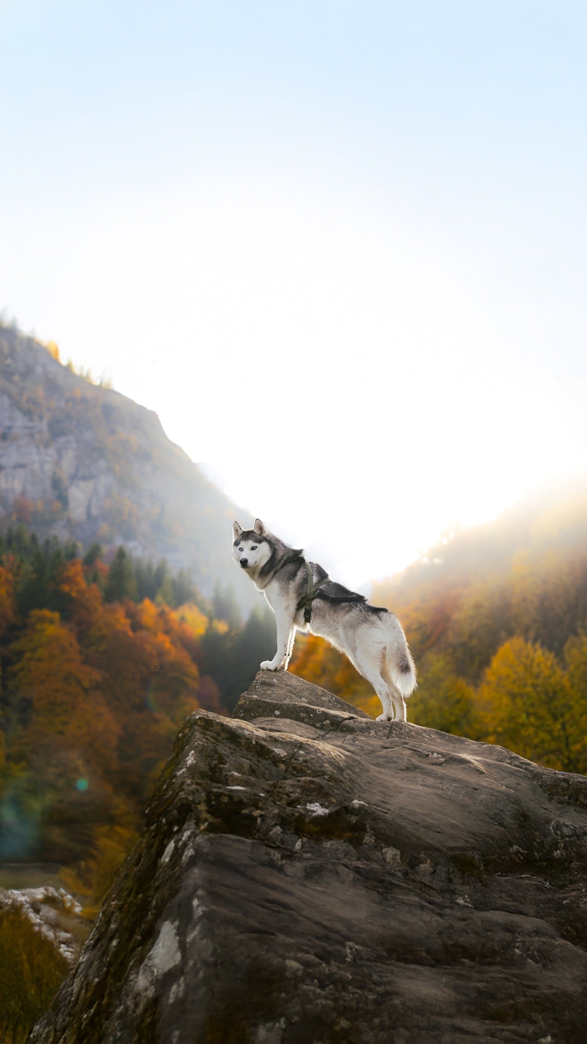 Husky auf einem Felsen in den Bergen