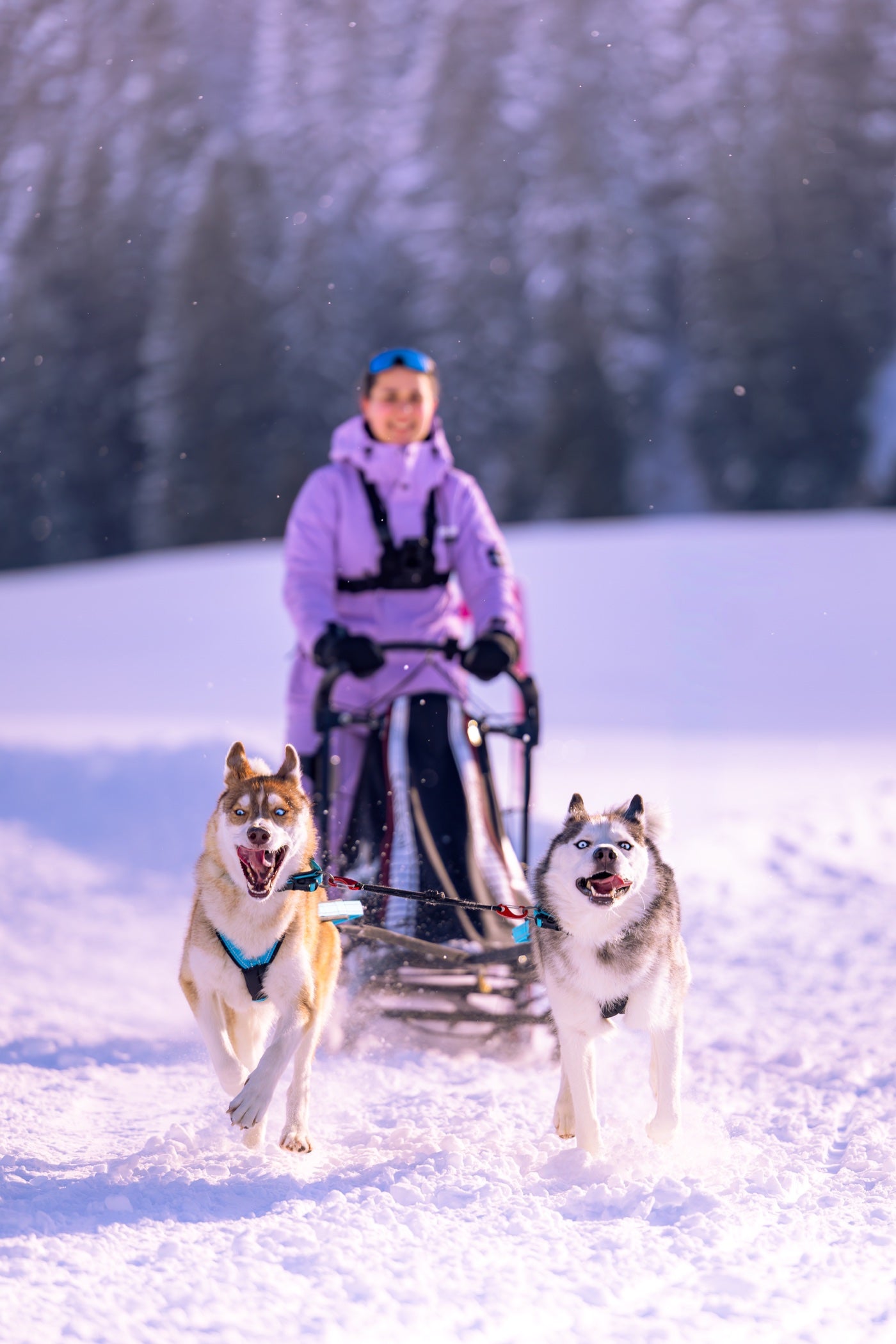 Francesca mit Iron und Nova beim Zughundesport im Schnee